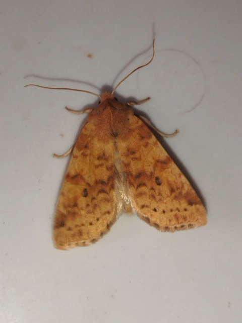 Cirrhia gilvago - foltos sárgabagoly