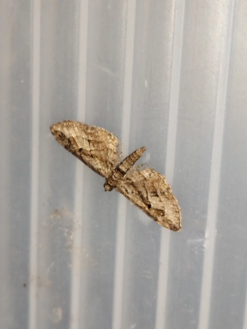 Eupithecia ericeata - feketefenyő-törpearaszoló