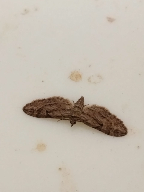 Eupithecia pusillata - lucfenyő-törpearaszoló