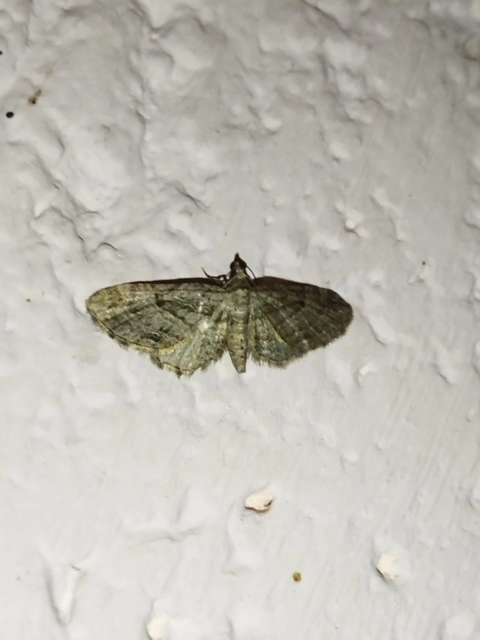 Eupithecia pusillata - lucfenyő-törpearaszoló