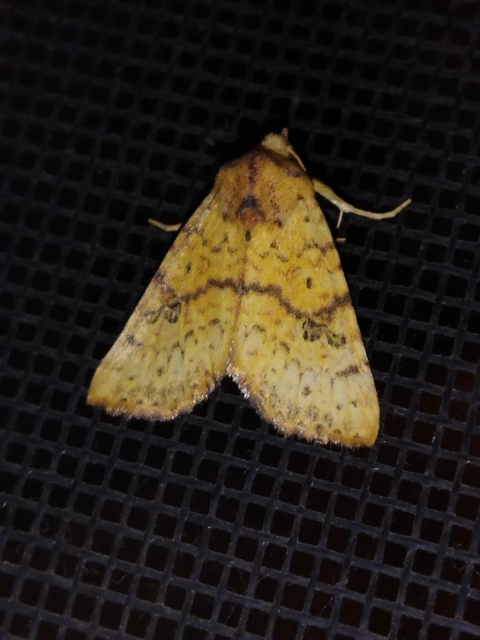 Tiliacea sulphurago - kénes sárgabagoly
