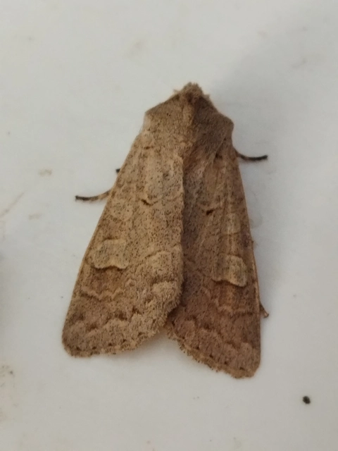Ammoconia caecimacula - szürke őszibagoly