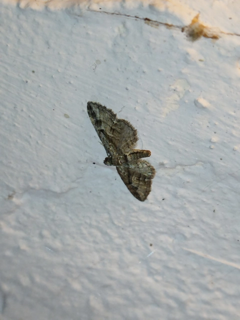 Eupithecia ericeata - feketefenyő-törpearaszoló