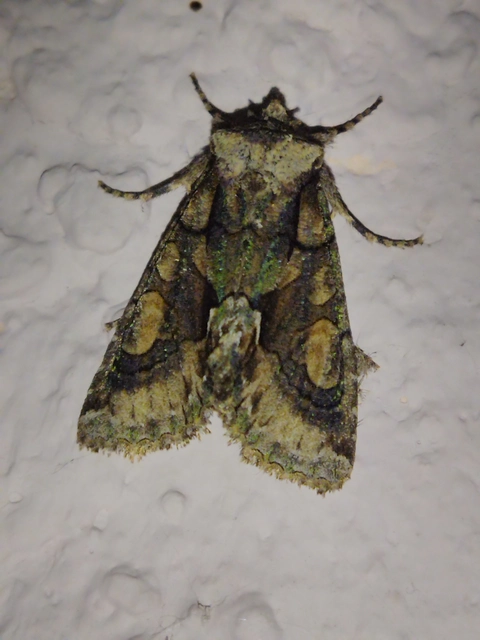 Allophyes oxyacanthae - galagonyabagoly