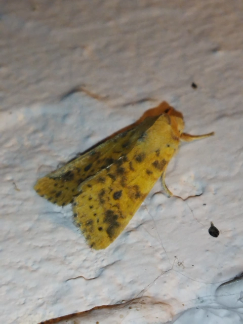 Cirrhia gilvago - foltos sárgabagoly