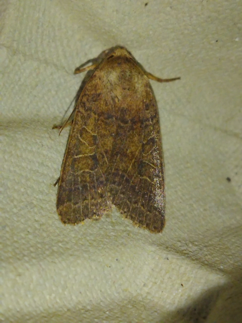 Anchoscelis nitida - rozsdabarna őszibagoly