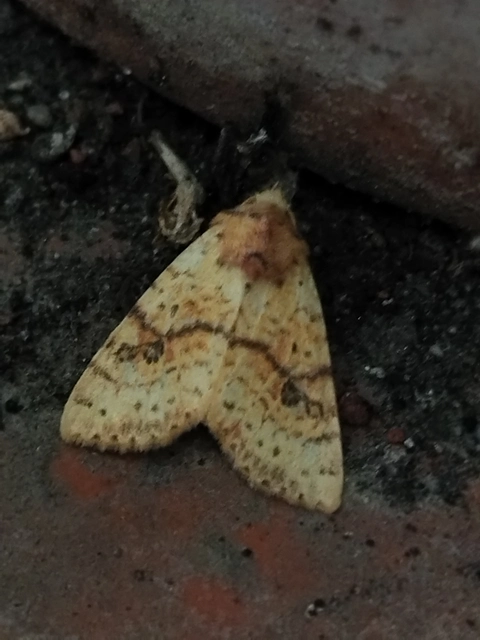 Tiliacea sulphurago - kénes sárgabagoly