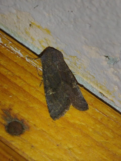 Aporophyla lutulenta - sziki őszibagoly
