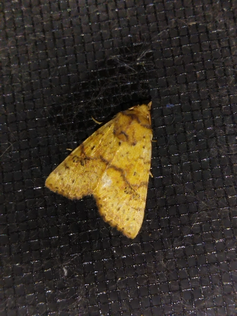 Tiliacea sulphurago - kénes sárgabagoly