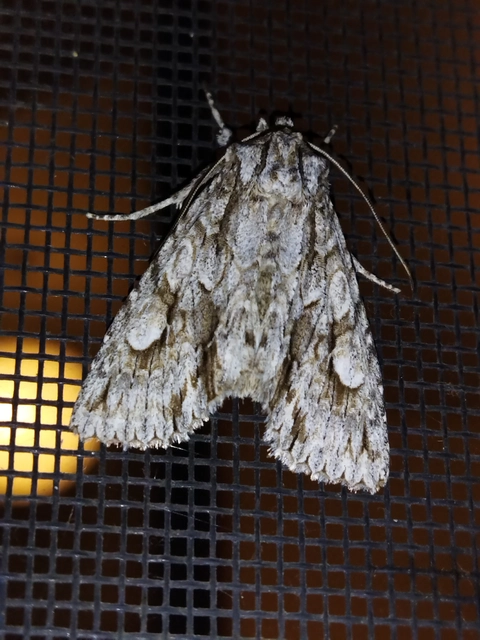 Meganephria bimaculosa - kétfoltos szilbagoly