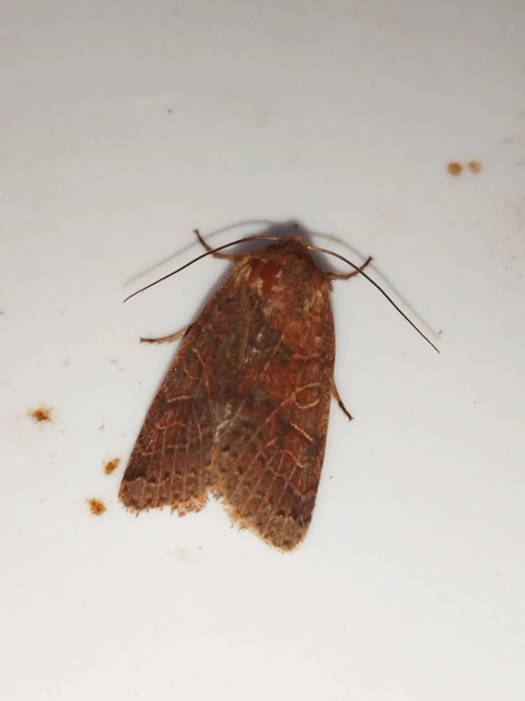 Anchoscelis nitida - rozsdabarna őszibagoly