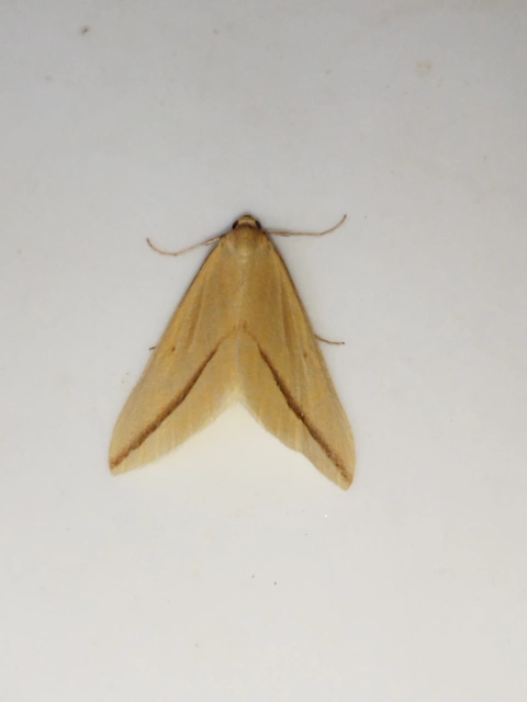 Rhodometra sacraria - rózsacsíkos araszoló
