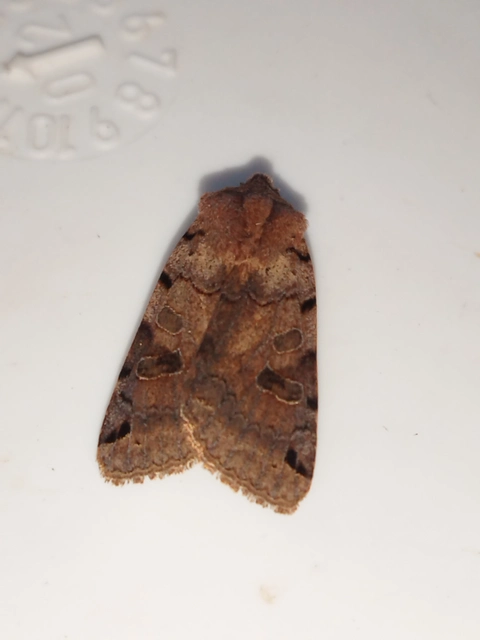 Anchoscelis litura - tarka őszibagoly