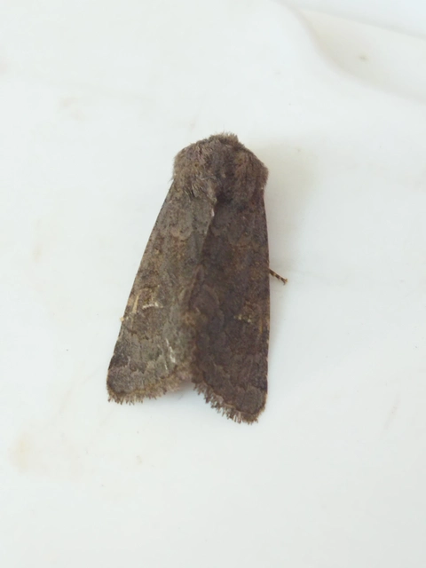 Aporophyla lutulenta - sziki őszibagoly