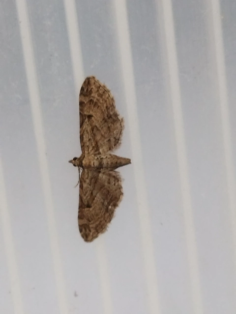 Eupithecia pusillata - lucfenyő-törpearaszoló
