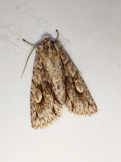 Meganephria bimaculosa - kétfoltos szilbagoly