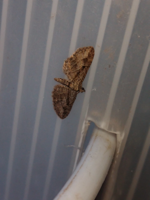 Eupithecia ericeata - feketefenyő-törpearaszoló