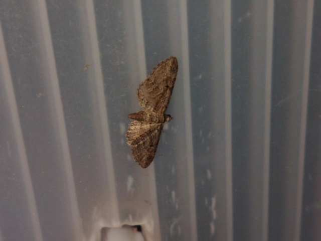 Eupithecia pusillata - lucfenyő-törpearaszoló
