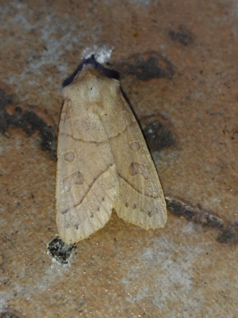 Mesogona acetosellae - madársóskabagoly