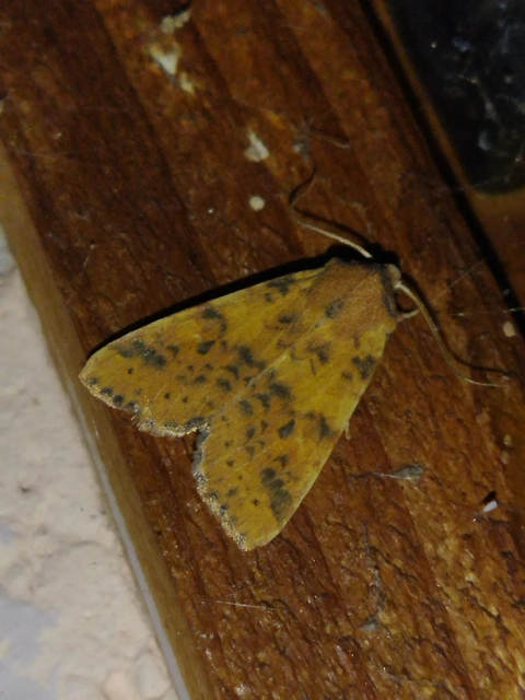 Cirrhia gilvago - foltos sárgabagoly