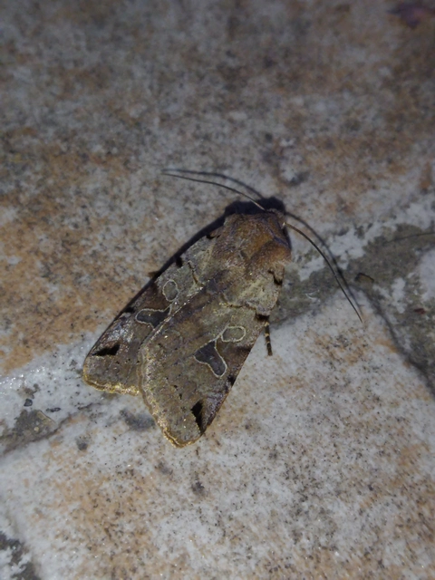 Anchoscelis litura - tarka őszibagoly