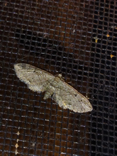 Eupithecia pusillata - lucfenyő-törpearaszoló