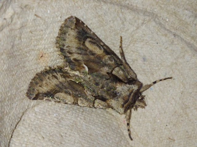 Allophyes oxyacanthae - galagonyabagoly