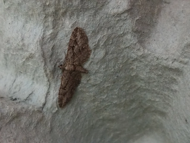 Eupithecia pusillata - lucfenyő-törpearaszoló