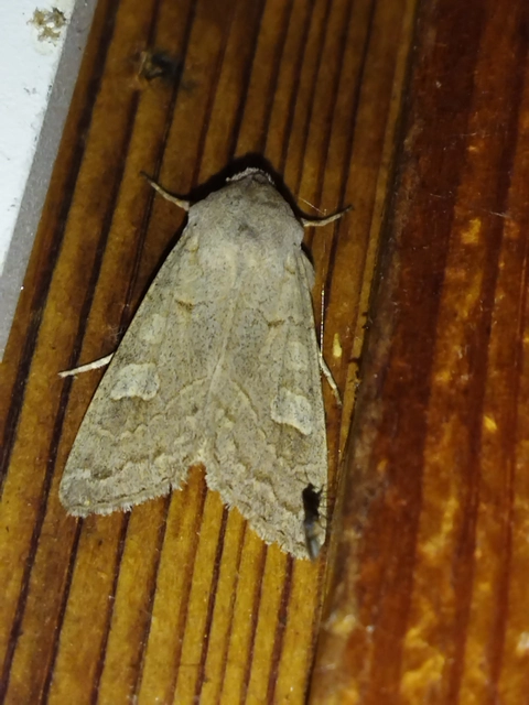 Ammoconia caecimacula - szürke őszibagoly