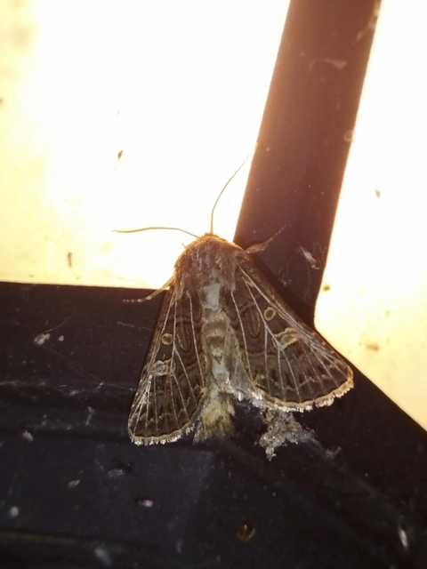 Tholera decimalis - közönséges fésűsbagoly