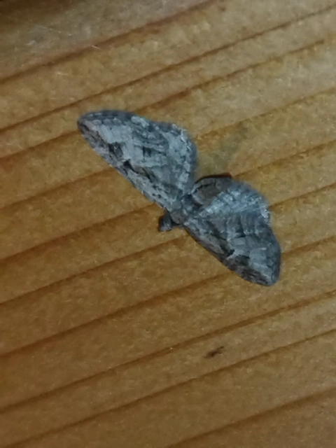 Eupithecia ericeata - feketefenyő-törpearaszoló