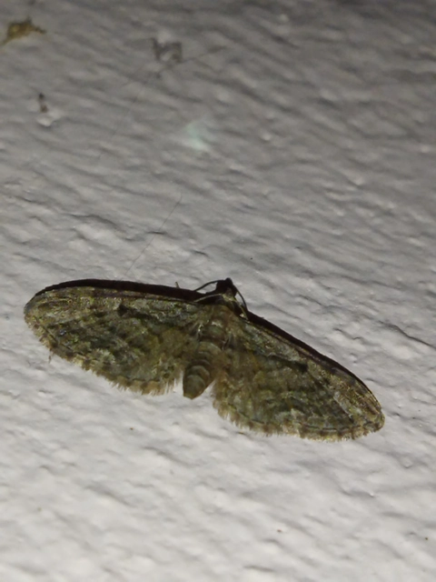 Eupithecia pusillata - lucfenyő-törpearaszoló