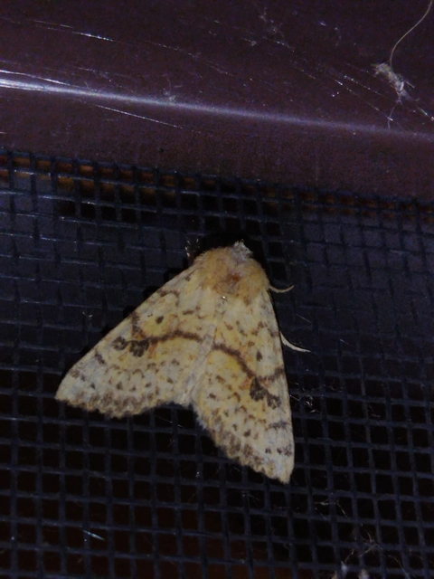 Tiliacea sulphurago - kénes sárgabagoly