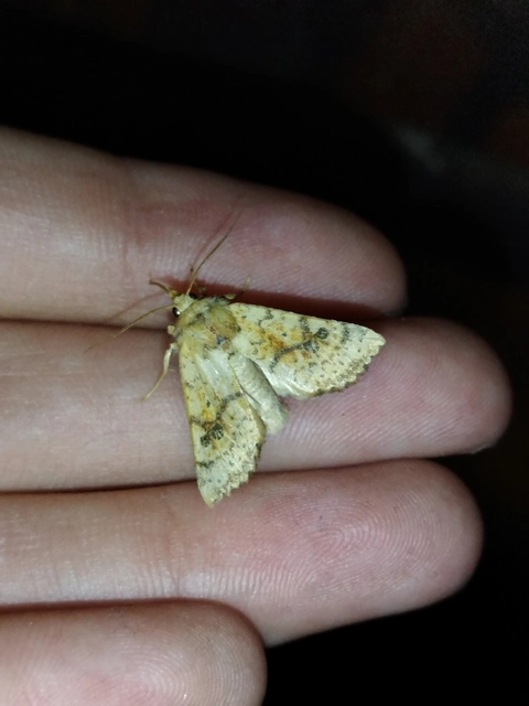 Tiliacea sulphurago - kénes sárgabagoly