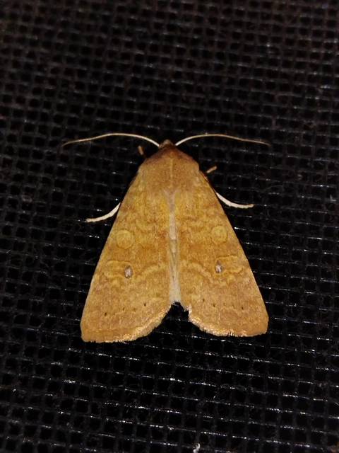 Cirrhia gilvago - foltos sárgabagoly