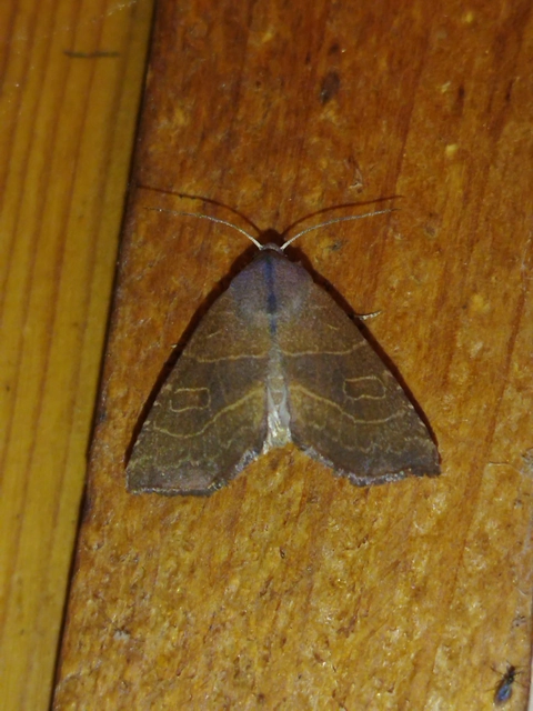 Atethmia ambusta - körtebagoly