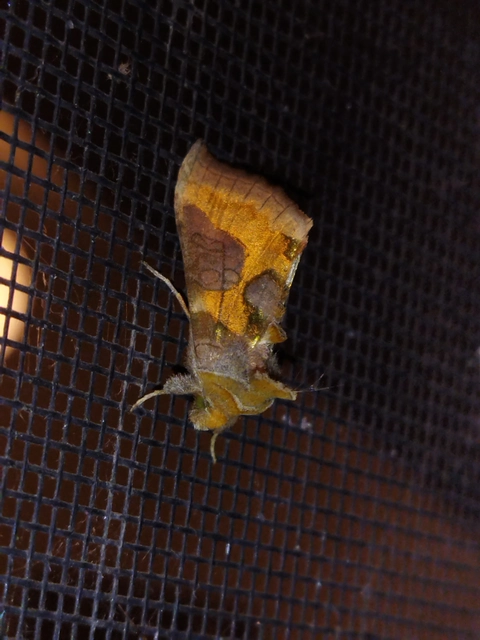 Diachrysia chrysitis - aranybagoly