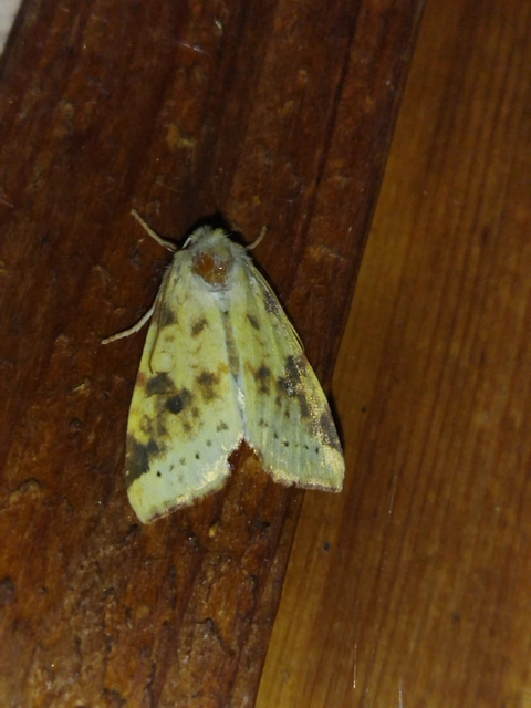 Cirrhia icteritia - nyárfa-sárgabagoly