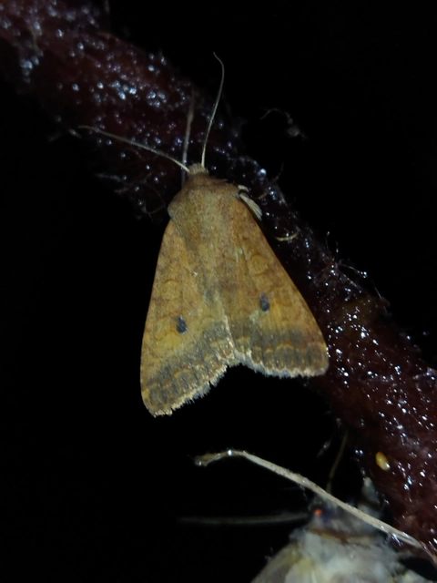 Sunira circellaris - okkersárga őszibagoly