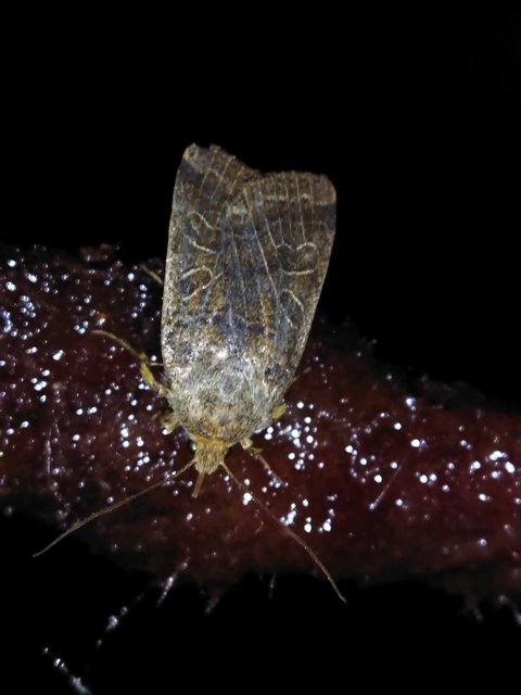 Anchoscelis nitida - rozsdabarna őszibagoly