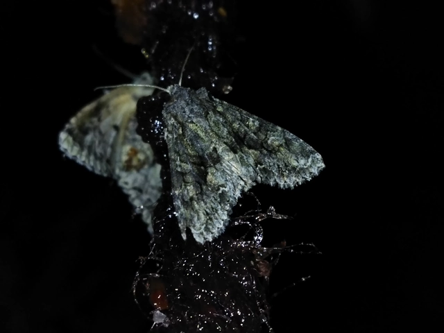 Dryobotodes monochroma - szürke tölgybagoly