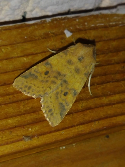 Cirrhia gilvago - foltos sárgabagoly