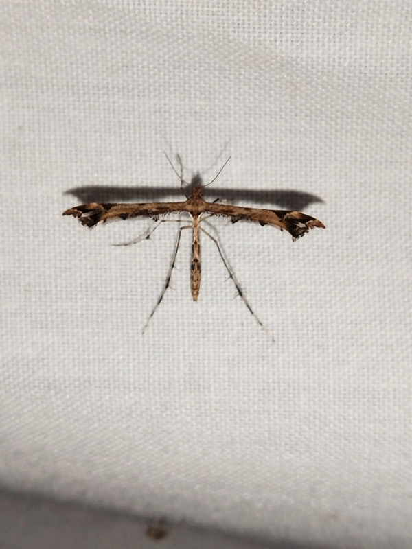 Amblyptilia acanthadactyla - díszes tollasmoly