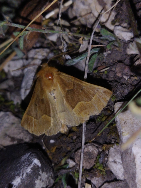 Crocallis tusciaria - barna sávosaraszoló