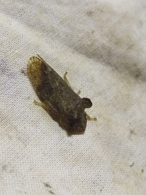 Ledra aurita - füleskabóca