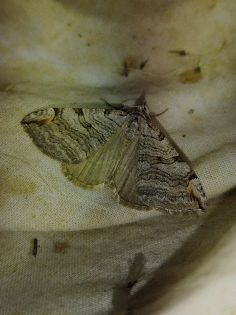 Aplocera plagiata - szürke csíkosaraszoló