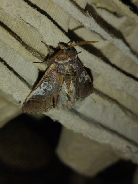 Diloba caeruleocephala - őszi kékesbagoly