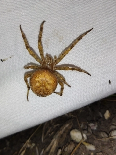Araneus diadematus - koronás keresztespók