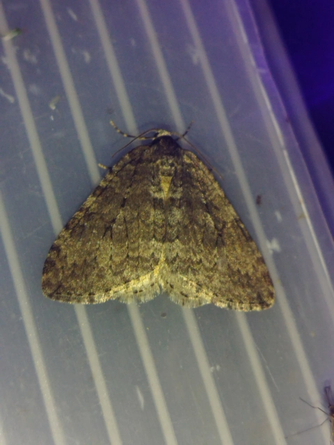 Epirrita christyi/dilutata