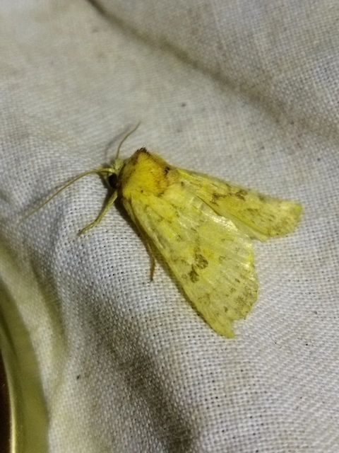 Tiliacea sulphurago - kénes sárgabagoly